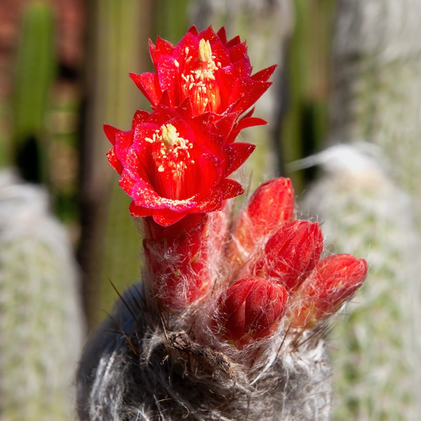 Cleistocactus strausii - Cactus (Flowering)
