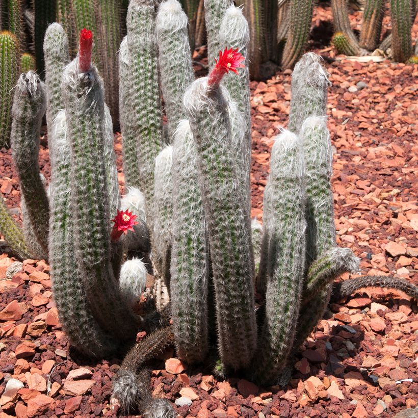 Cleistocactus strausii - Cactus (Plant habit)
