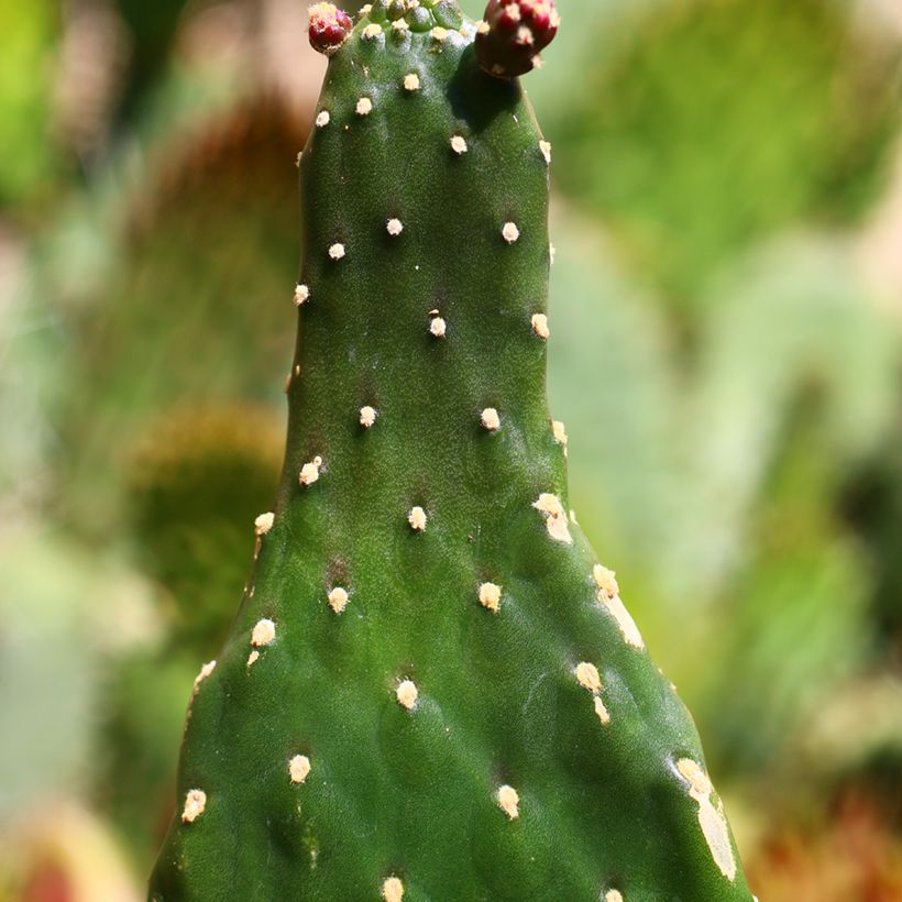 Cactus - Consolea rubescens (Fogliame)