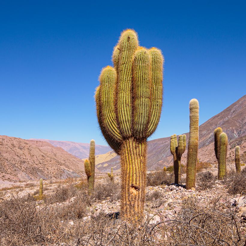 Echinopsis pasacana - Cactus (Plant habit)