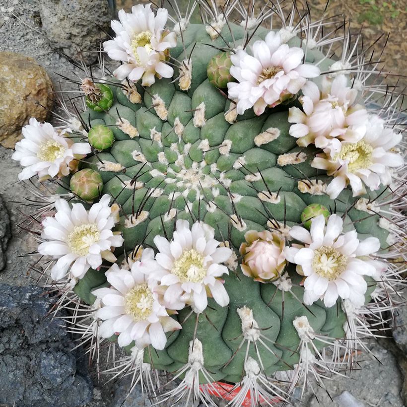 Cactus - Gymnocalycium saglionis (Flowering)