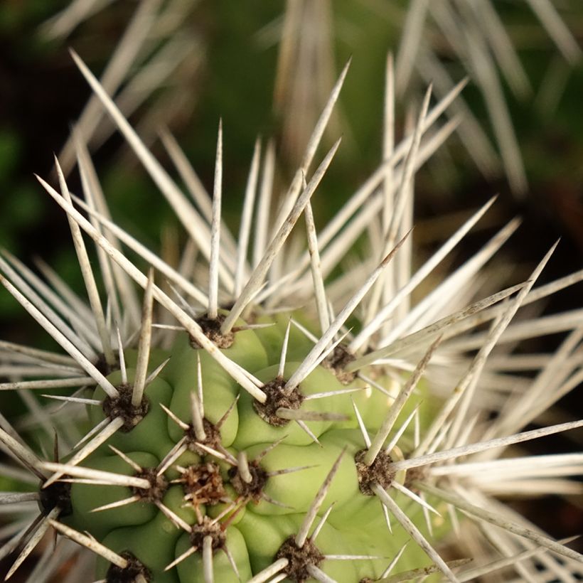 Cactus - Harrisia tetracantha (Fogliame)