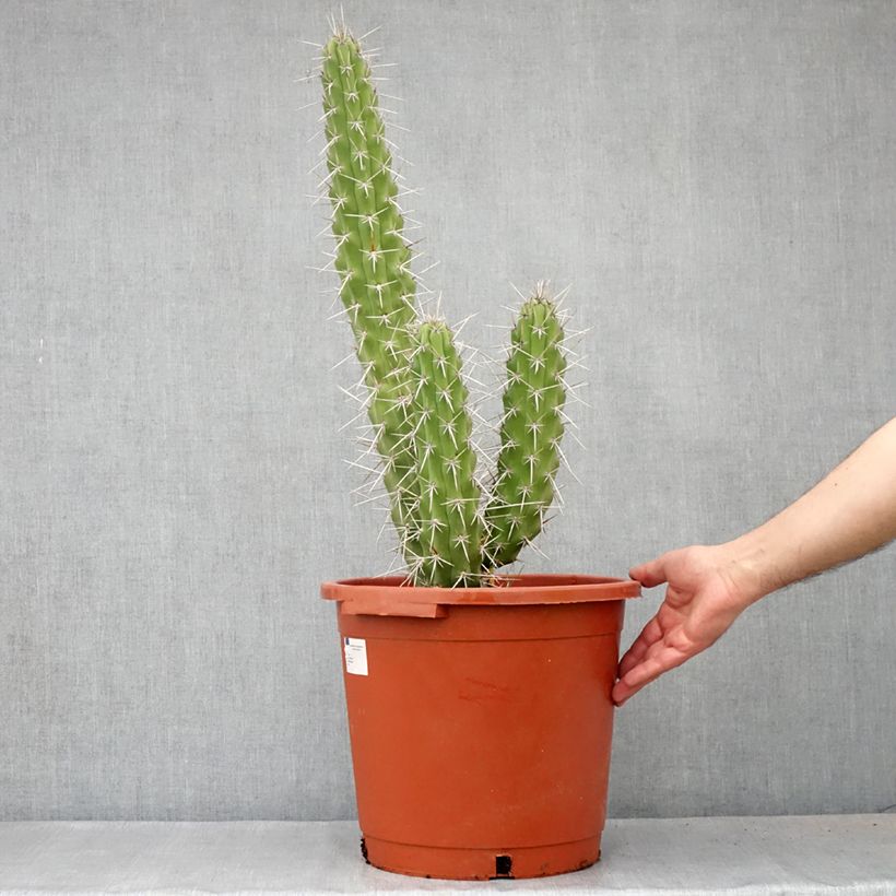 Cactus - Harrisia tetracantha Vaso da 12L/15L esemplare consegnato in primavera