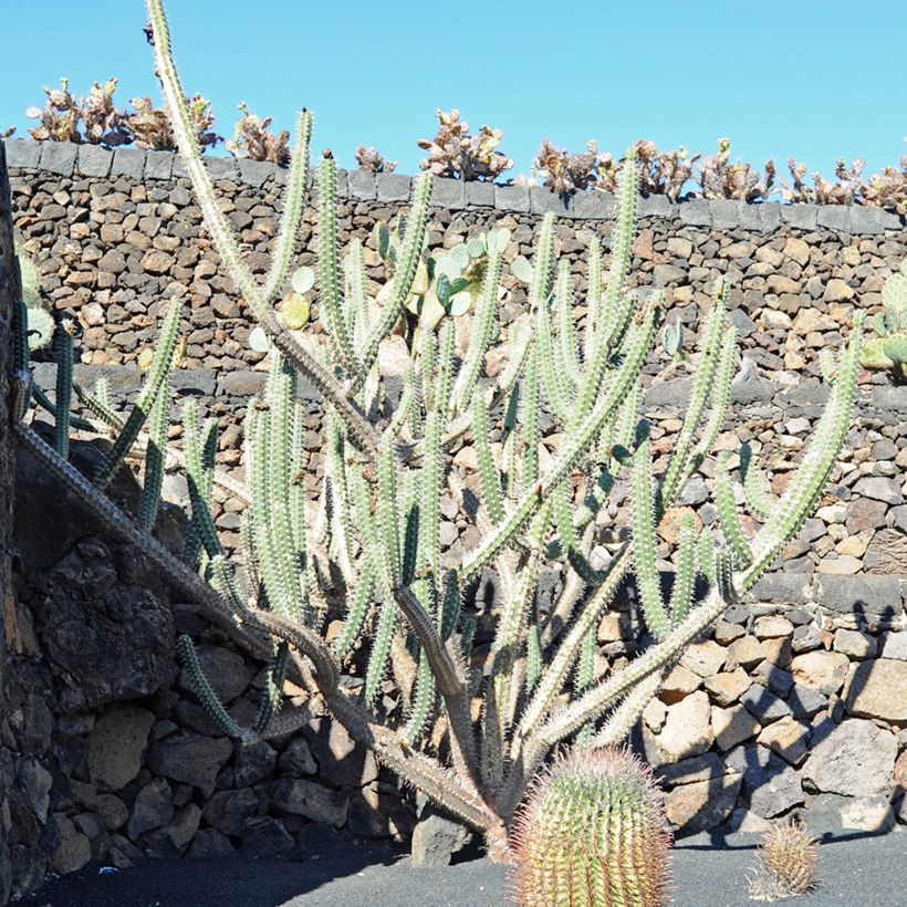 Cactus - Harrisia tetracantha (Porto)