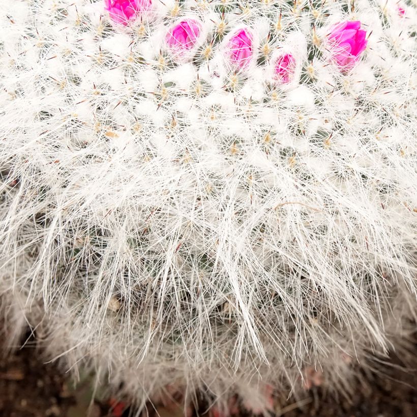 Cactus - Mammillaria hahniana (Fogliame)
