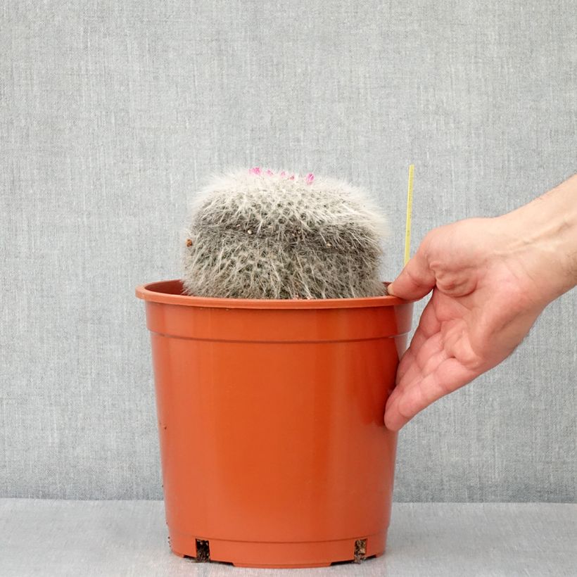Cactus - Mammillaria hahniana Vaso da 4L/5L esemplare consegnato in primavera