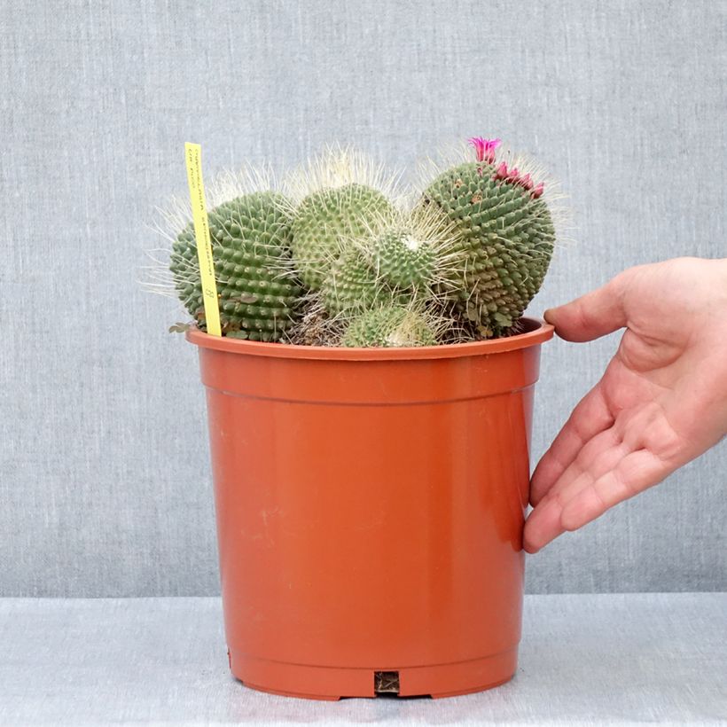 Cactus - Mammillaria Un Pico Vaso da 4L/5L esemplare consegnato in primavera