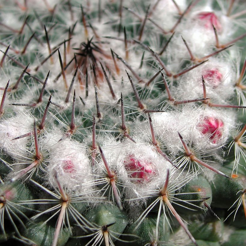 Cactus - Mammillaria compressa (Fogliame)