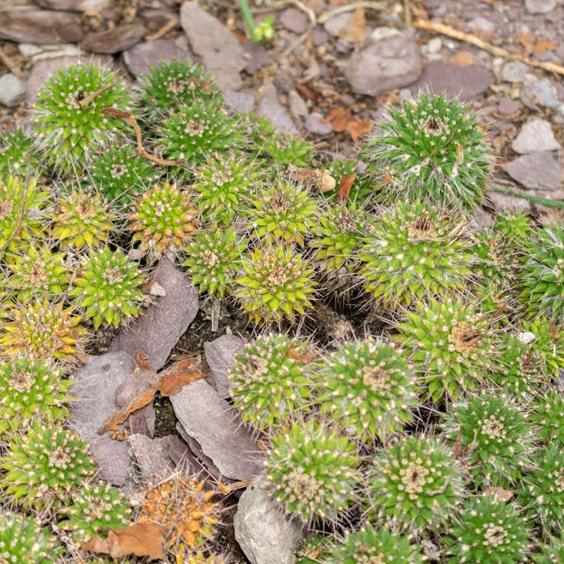Cactus - Mammillaria compressa (Porto)