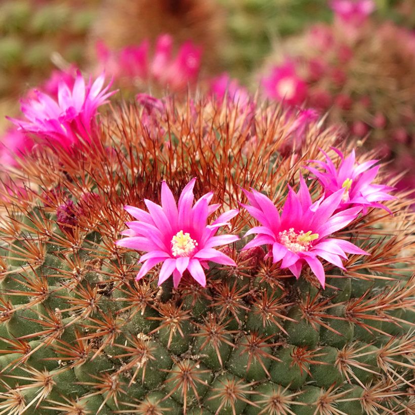 Cactus - Mammillaria ernestii var. rubrispina (Fioritura)