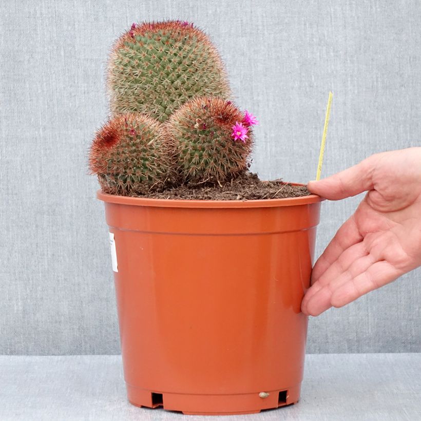 Cactus - Mammillaria ernestii var. rubrispina Vaso da 4L/5L esemplare consegnato in primavera