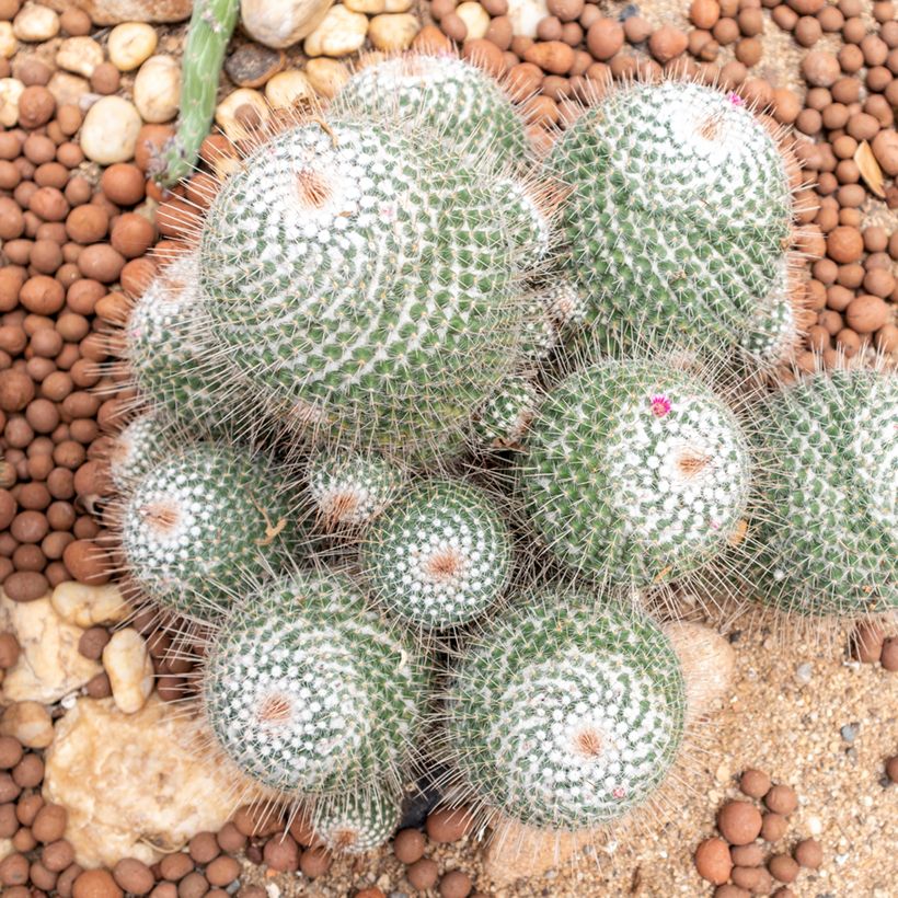 Cactus - Mammillaria hahniana (Porto)