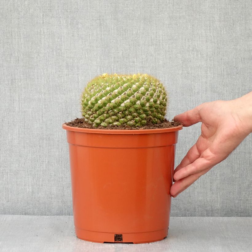 Example of Cactus - Mammillaria marksiana Vaso da 4L/5L as you get in printemps