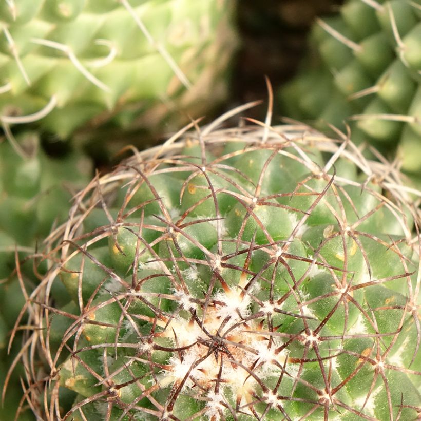 Cactus - Mammillaria Toluca (Foliage)