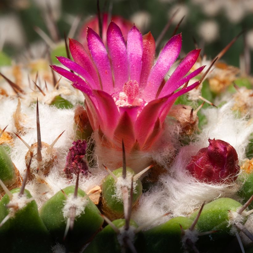 Cactus - Mammillaria pringlei (Fioritura)