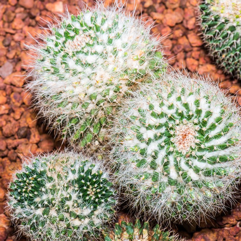 Cactus - Mammillaria pringlei (Porto)
