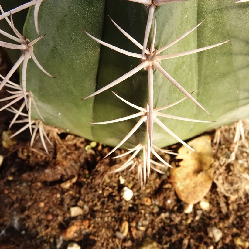 Cactus - Melocactus bahiensis (Fogliame)