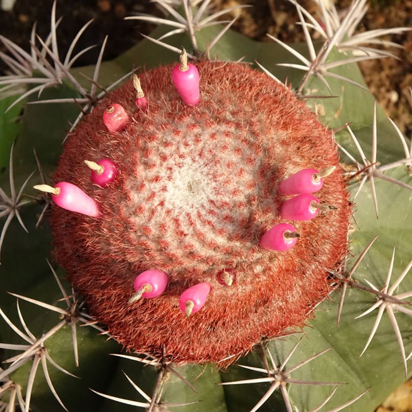 Cactus - Melocactus bahiensis (Fioritura)