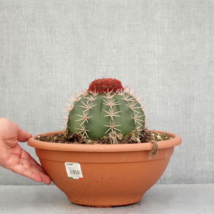 Cactus - Melocactus bahiensis Vaso da 6L/7L esemplare consegnato in primavera