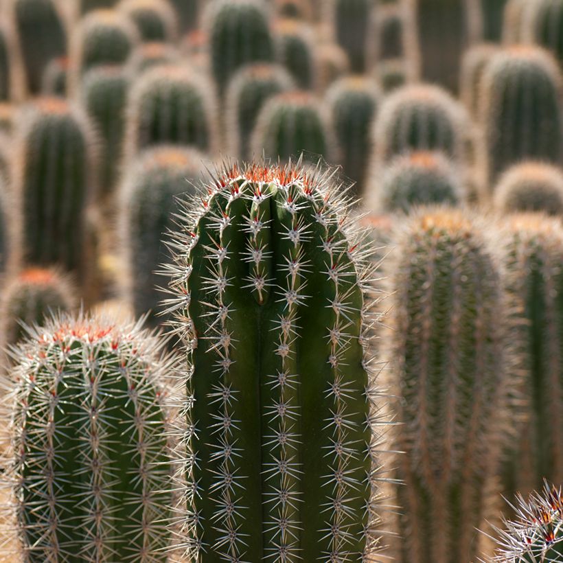 Cactus - Pachycereus pringlei (Foliage)