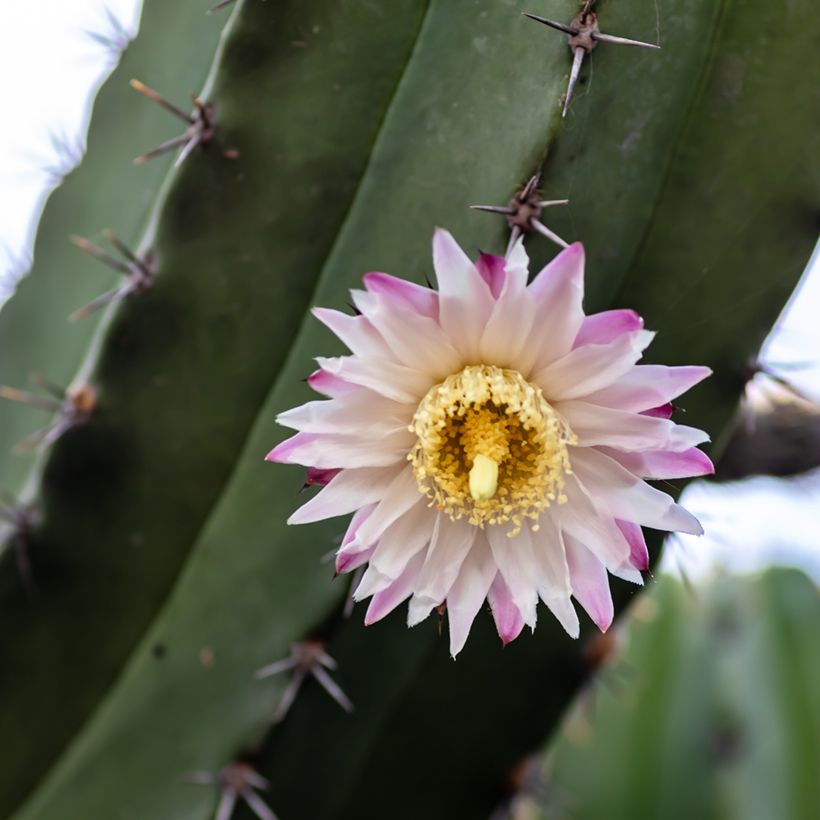Cactus - Polaskia chende (Flowering)