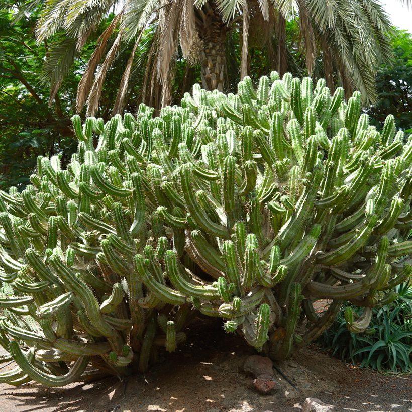 Cactus - Polaskia chichipe (Porto)