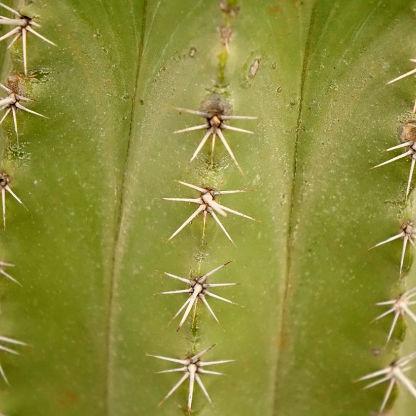 Cactus - Polaskia chichipe (Fogliame)