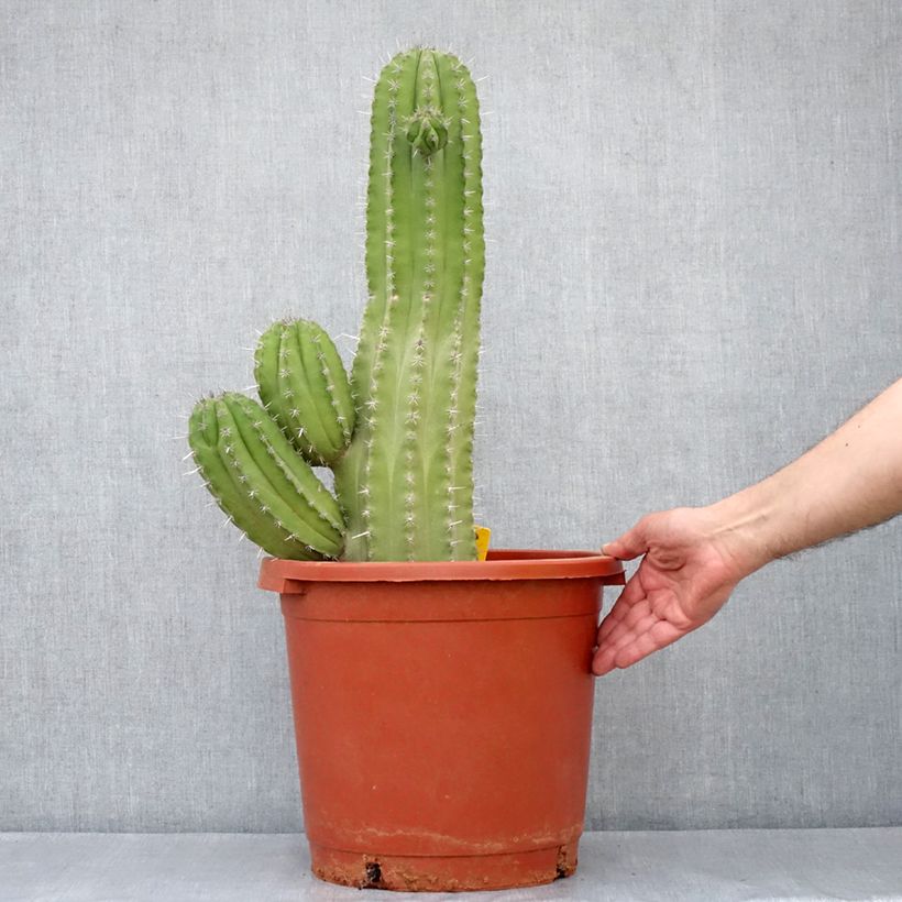 Cactus - Polaskia chichipe Vaso da 12L/15L esemplare consegnato in primavera