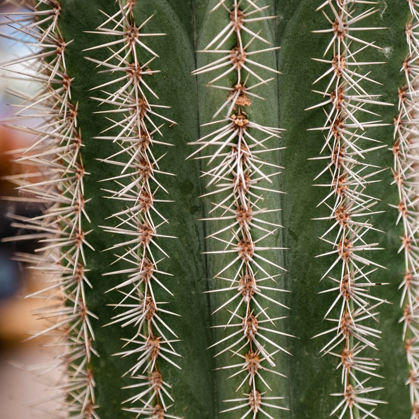 Cactus - Stenocereus griseus (Foliage)