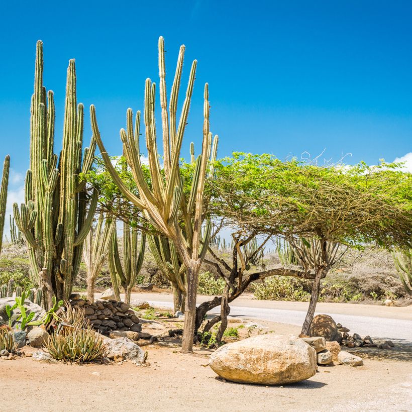 Cactus - Stenocereus griseus (Plant habit)