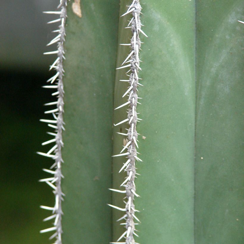 Cactus - Stenocereus marginatus (Foliage)