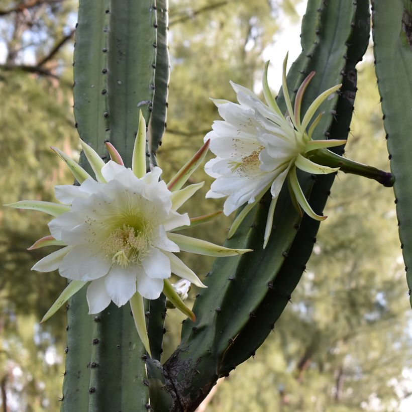 Trichocereus pachanoi - Cactus San Pedro (Flowering)