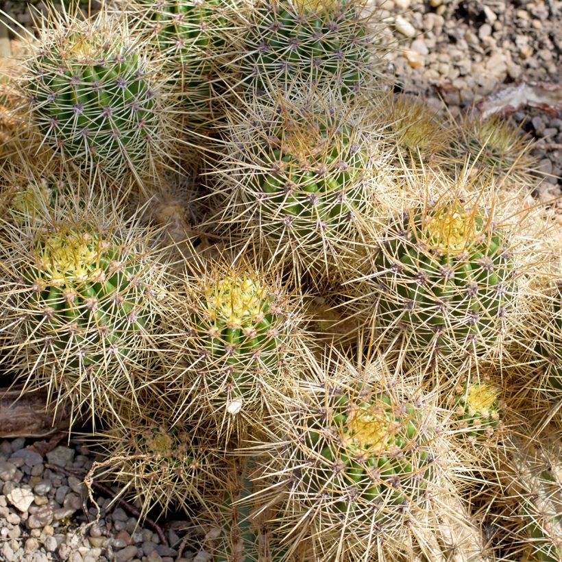 Cactus - Mammillaria baxteriana (Porto)