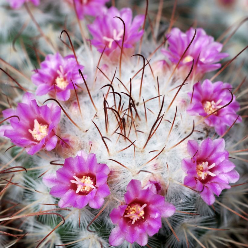 Cactus - Mammillaria bombycina (Fioritura)