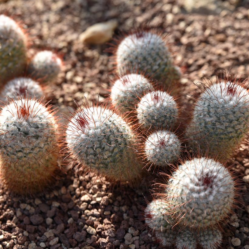 Cactus - Mammillaria bombycina (Porto)