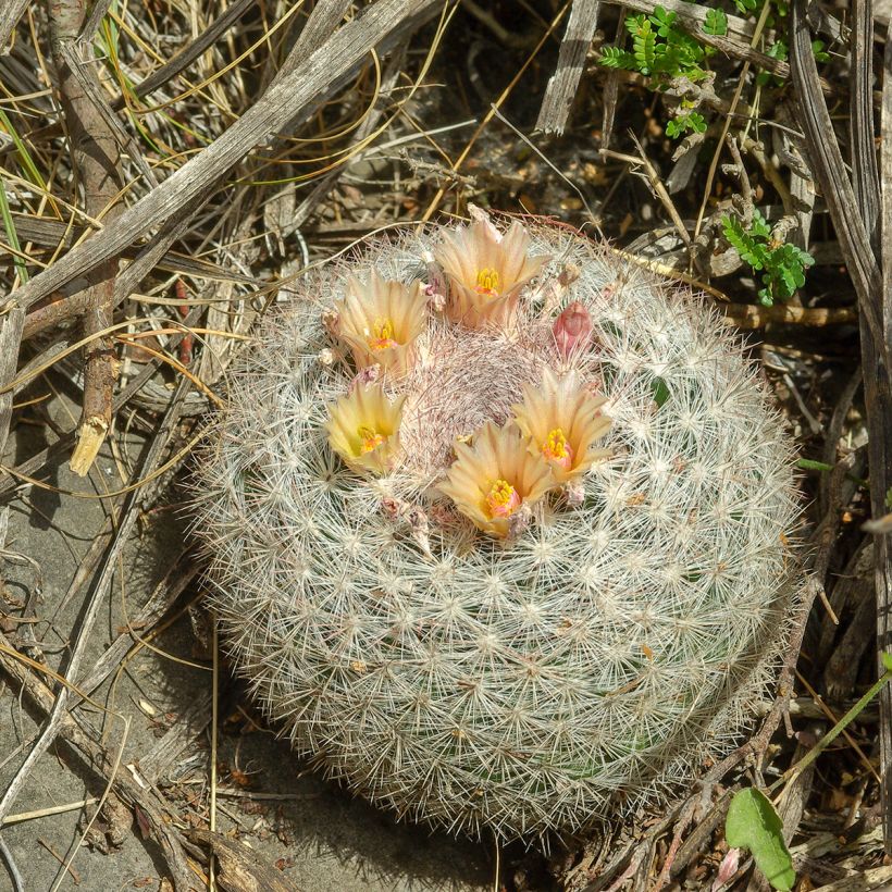 Cactus - Mammillaria candida (Porto)
