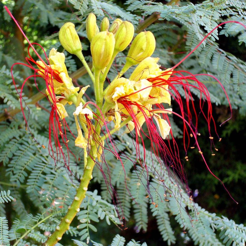 Caesalpinia gilliesii - Poinciana (Flowering)