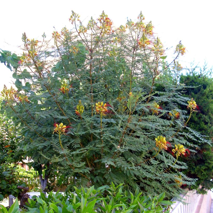 Caesalpinia gilliesii - Poinciana (Plant habit)