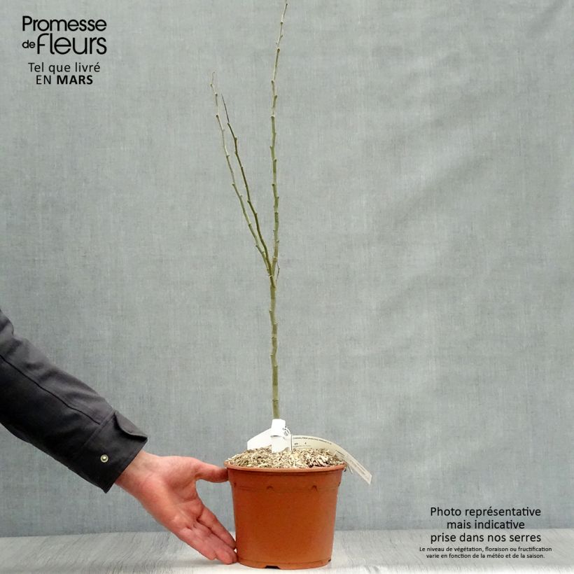 Example of Caesalpinia gilliesii - Poinciana Vaso da 2L/3L as you get in printemps