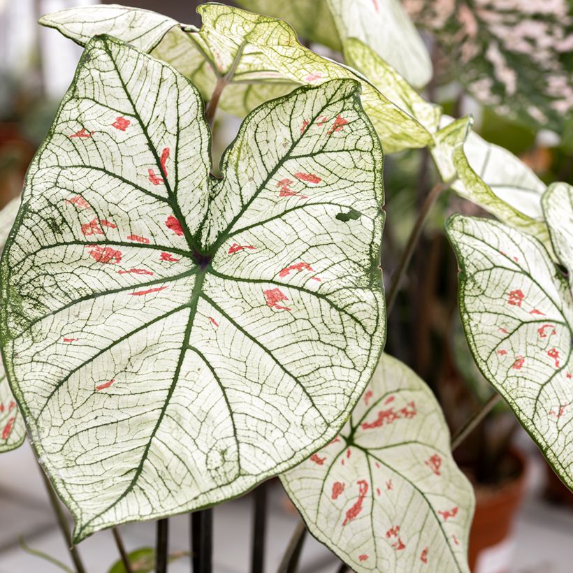 Caladium Strawberry Star - Caladio (Fogliame)