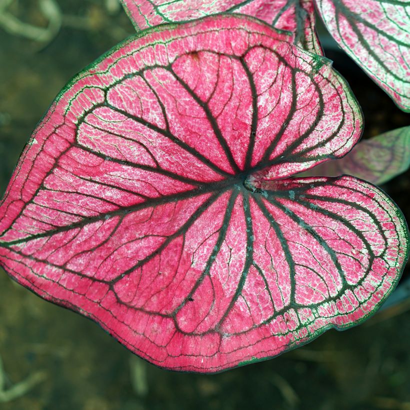 Caladium Lucia - Caladio (Fogliame)