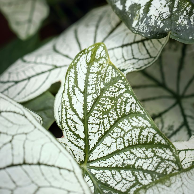Caladium Pliage - Caladio (Fogliame)