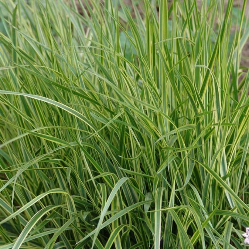 Calamagrostis acutiflora Overdam (Fogliame)