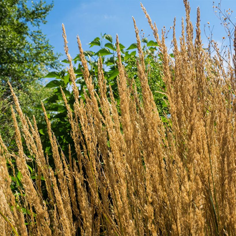 Calamagrostis acutiflora Overdam (Fioritura)