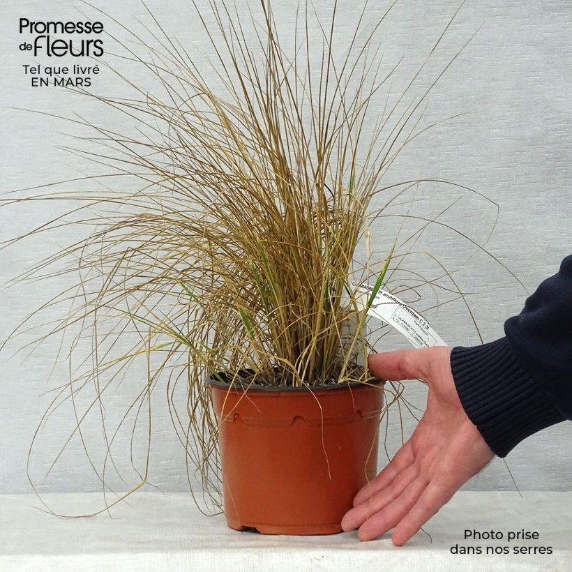 Calamagrostis acutiflora Overdam Vaso da 2L/3L esemplare consegnato in primavera