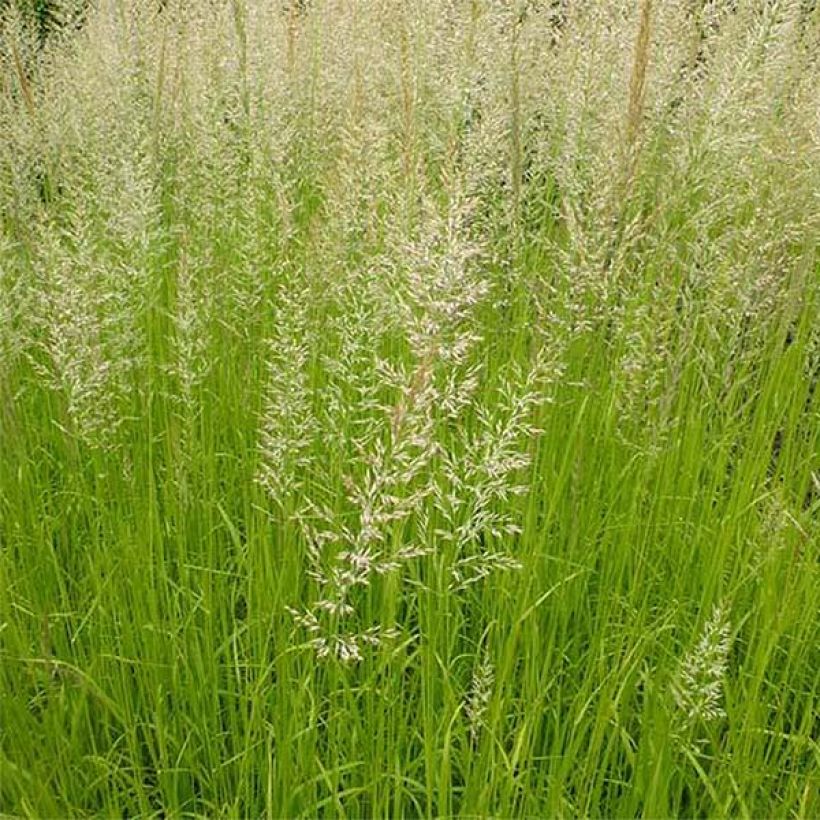 Calamagrostis acutiflora Waldenbuch (Flowering)