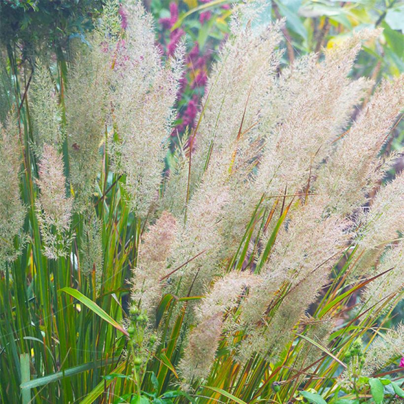 Calamagrostis brachytricha (Flowering)