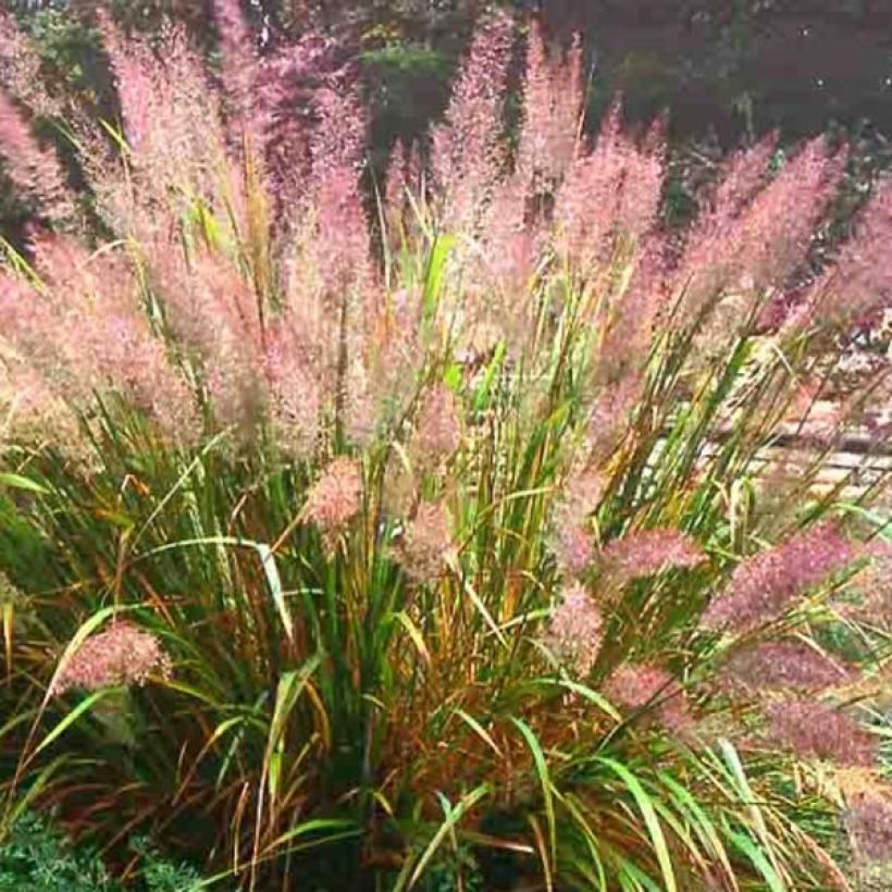 Calamagrostis brachytricha (Plant habit)