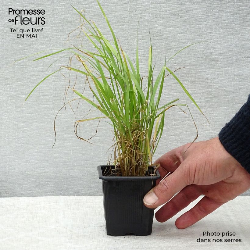 Example of Calamagrostis brachytricha Vasetto da 8/9 cm as you get in printemps