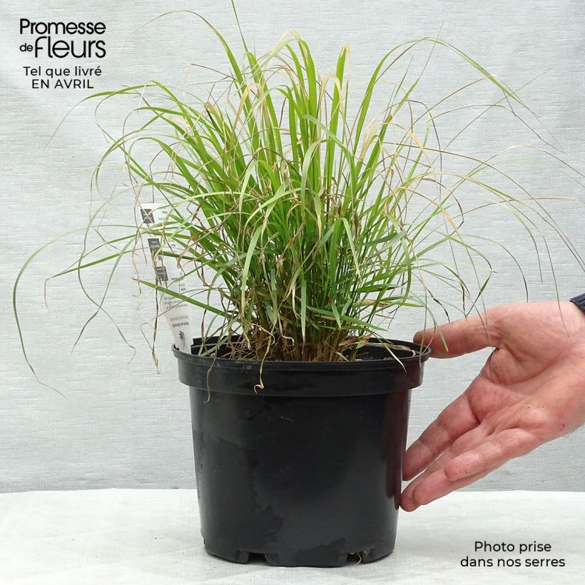 Example of Calamagrostis brachytricha Vaso da 3L/4L as you get in printemps